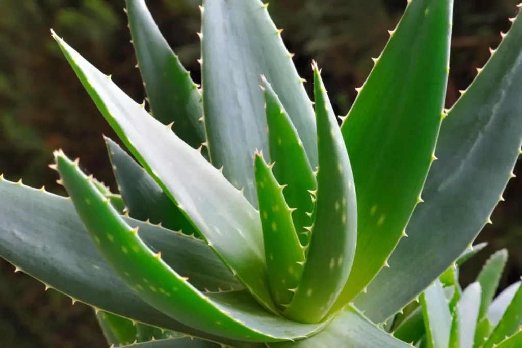 Aloe Vera