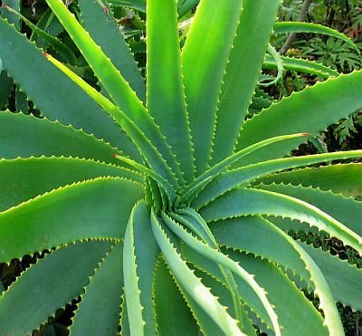 Aloe Vera in Health: Benefits, Uses & Natural Remedies 2025